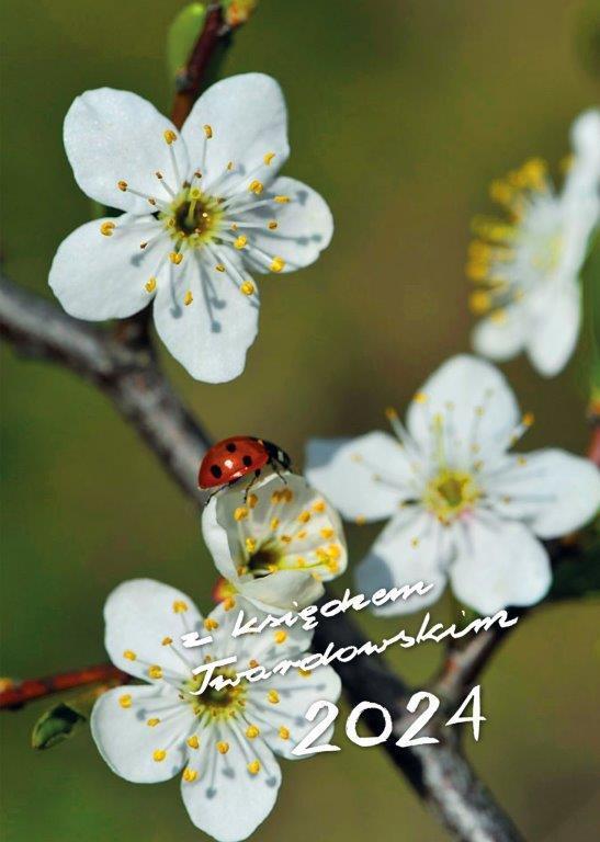  2024 z ks. Twardowskim - słonecznik