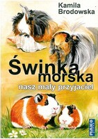 Świnka Morska Nasz Mały Przyjaciel