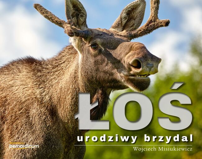 Łoś Urodziwy Brzydal
